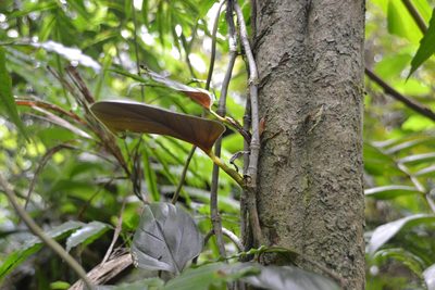 Philodendron findens, photographed by Letizia Weichgrebe
