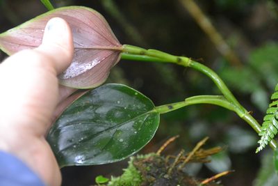 Philodendron findens, photographed by Letizia Weichgrebe