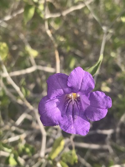 Ruellia californica, photographed by Sula Vanderplank