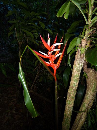 Heliconia angusta, photographed by Thibaud Aronson