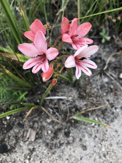 Tritonia cooperi, photographed by Sean Privett