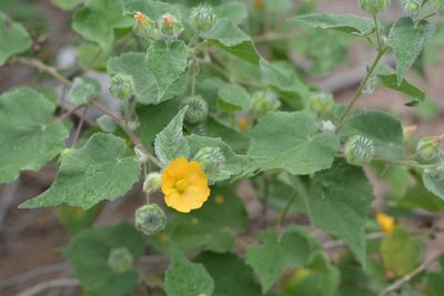 Abutilon palmeri, photographed by Amber M. King