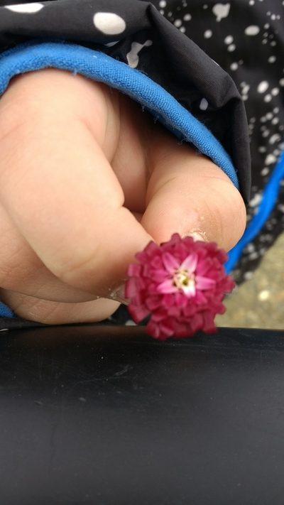 Leucheria purpurea, photographed by Tabaré Barreto