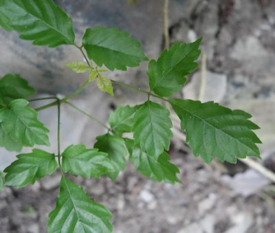 Vitex quinata, photographed by agujaceratops