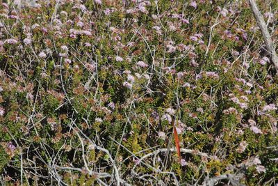 Agathosma ciliaris, photographed by Tony Rebelo