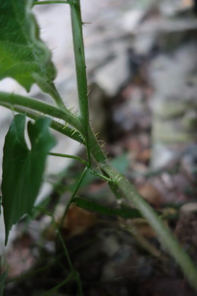 Solanum lasiocarpum, photographed by agujaceratops