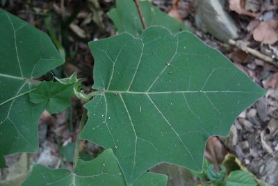 Solanum lasiocarpum, photographed by agujaceratops