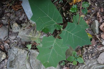Solanum lasiocarpum, photographed by agujaceratops