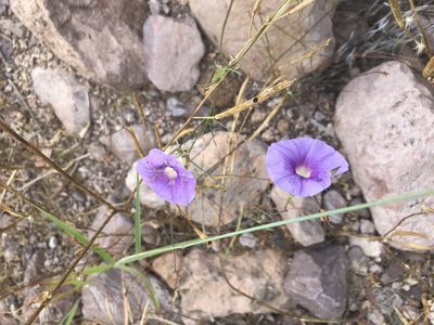 Ipomoea ternifolia, photographed by Sula Vanderplank