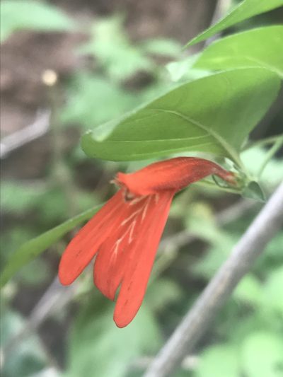 Dianthera candicans, photographed by Sula Vanderplank
