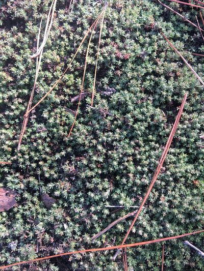 Pyxidanthera brevifolia, photographed by Dianne Ford