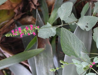 Salvia chiapensis, photographed by Neptalí Ramírez Marcial