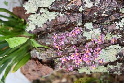 Oncidium sotoanum, photographed by Neptalí Ramírez Marcial