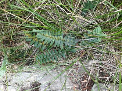 Pellaea calidirupium, photographed by Leon Perrie