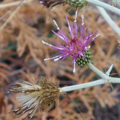 Cirsium douglasii, photographed by John Hibbard