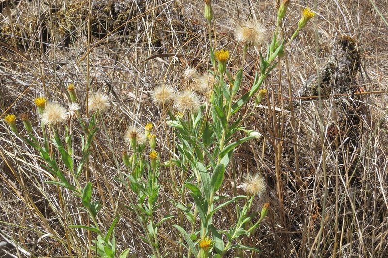 Chrysopsis oregona, photographed by Ed Alverson