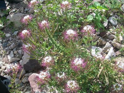 Cleome uniglandulosa, photographed by Martín Sánchez Vilchis