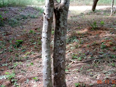 Zanthoxylum arborescens, photographed by Francisco Farriols Sarabia
