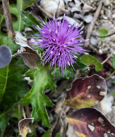 Cirsium maritimum, photographed by desertnaturalist
