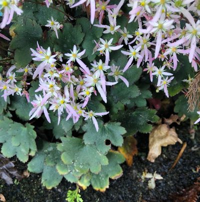Saxifraga fortunei, photographed by desertnaturalist