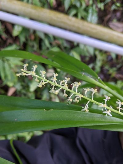 Liparis condylobulbon, photographed by Cheng-Te Hsu