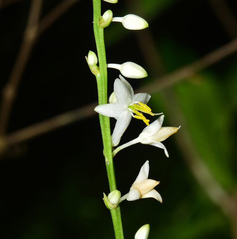 Chlorophytum nimmonii, photographed by S.MORE