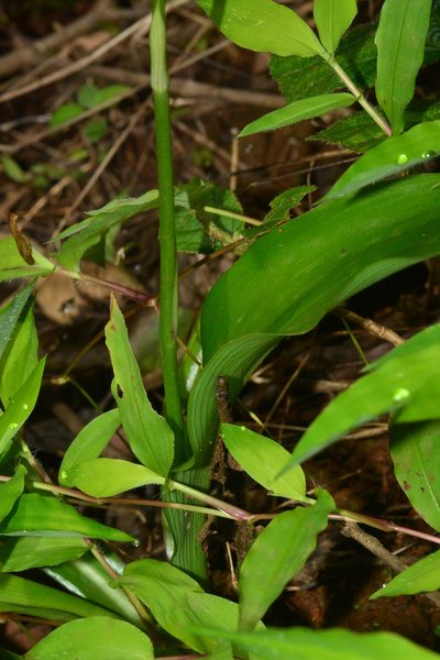 Chlorophytum nimmonii, photographed by S.MORE