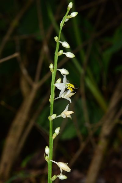 Chlorophytum nimmonii, photographed by S.MORE