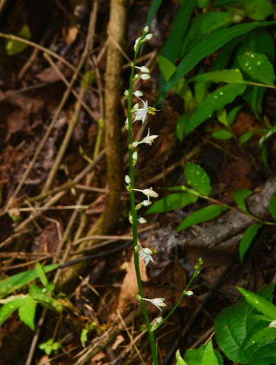 Chlorophytum nimmonii, photographed by S.MORE