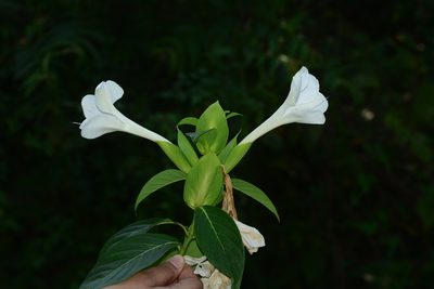 Barleria grandiflora, photographed by S.MORE