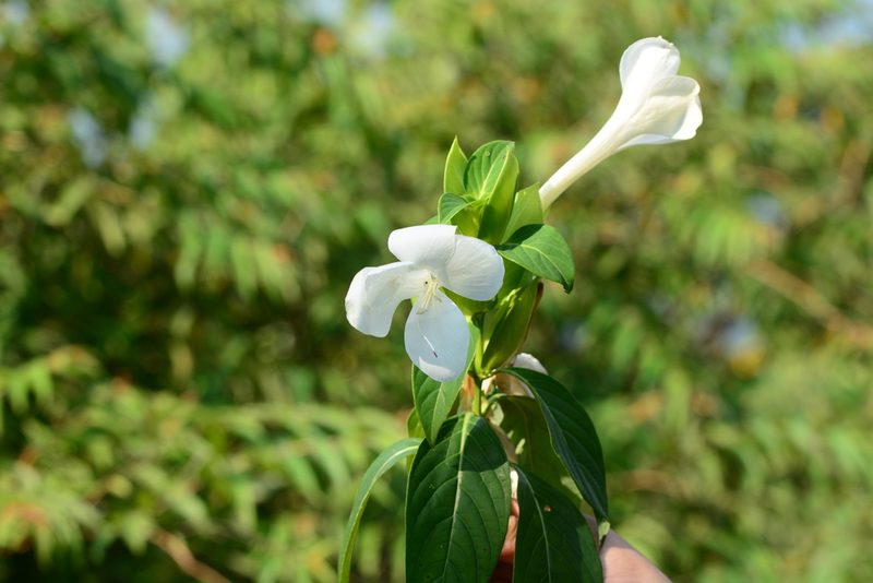 Barleria grandiflora, photographed by S.MORE