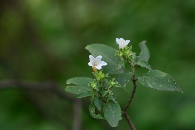 Strobilanthes ixiocephala, photographed by S.MORE