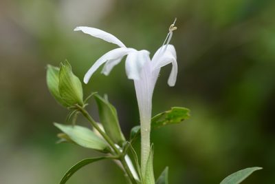 Barleria lawii, photographed by S.MORE