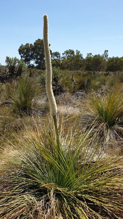 Xanthorrhoea caespitosa, photographed by Andrew Thornhill