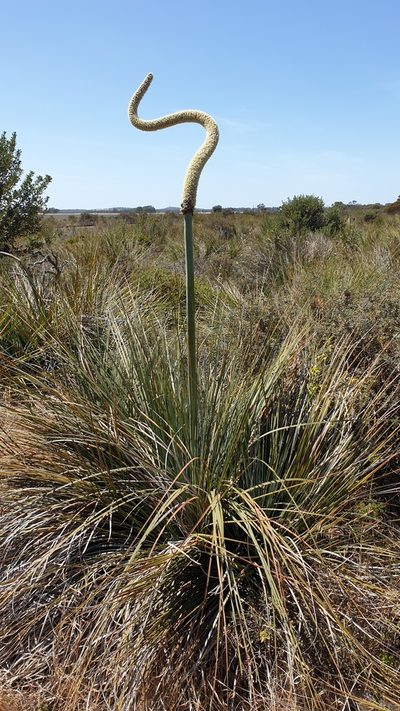 Xanthorrhoea caespitosa, photographed by Andrew Thornhill