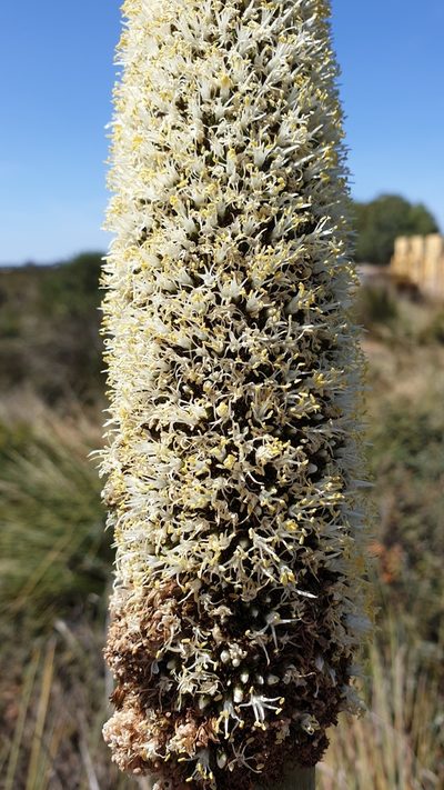 Xanthorrhoea caespitosa, photographed by Andrew Thornhill