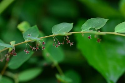 Phyllanthus sikkimensis, photographed by S.MORE