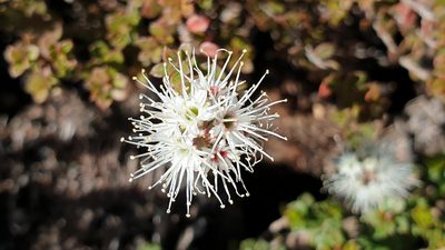 Kunzea pomifera, photographed by Andrew Thornhill