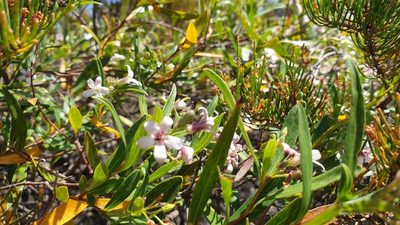 Billardiera cymosa, photographed by Andrew Thornhill