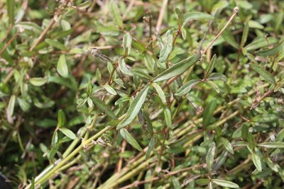 Alternanthera nahui, photographed by Joe Potter Butler