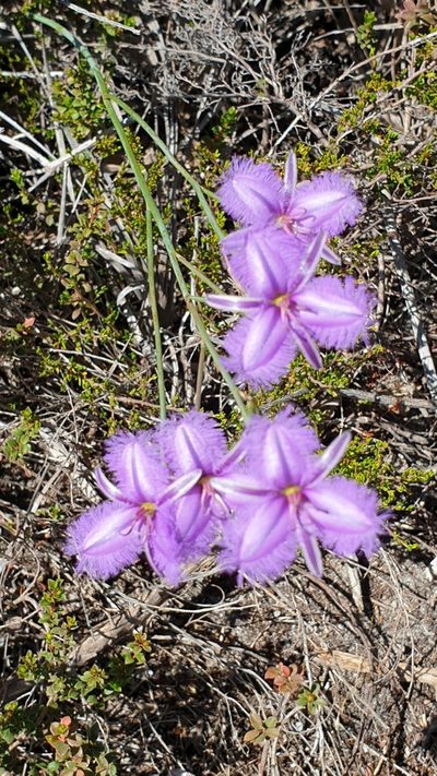 Thysanotus racemoides, photographed by Andrew Thornhill