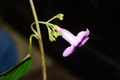 Argyreia elliptica, photographed by S.MORE