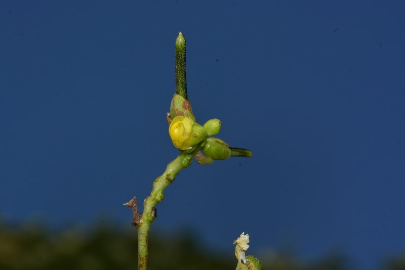 Vigna khandalensis, photographed by S.MORE