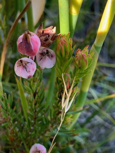 Erica holosericea, photographed by Matthew Fainman