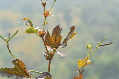 Vigna khandalensis, photographed by S.MORE