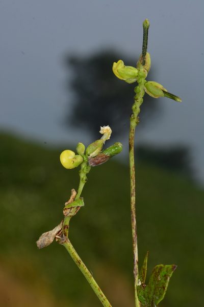 Vigna khandalensis, photographed by S.MORE