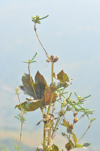 Vigna khandalensis, photographed by S.MORE
