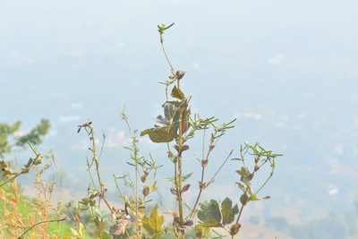 Vigna khandalensis, photographed by S.MORE