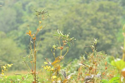 Vigna khandalensis, photographed by S.MORE
