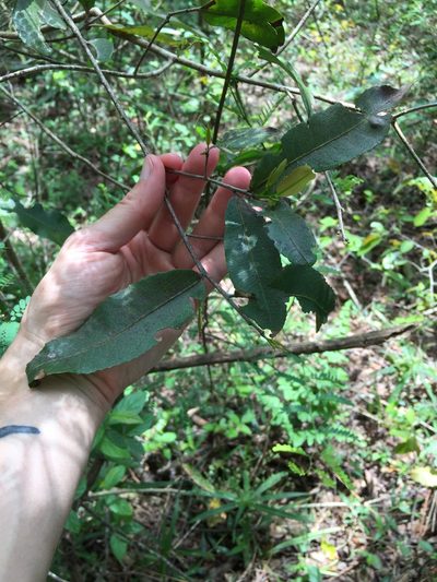 Ochna arborea, photographed by Sunčana Bradley